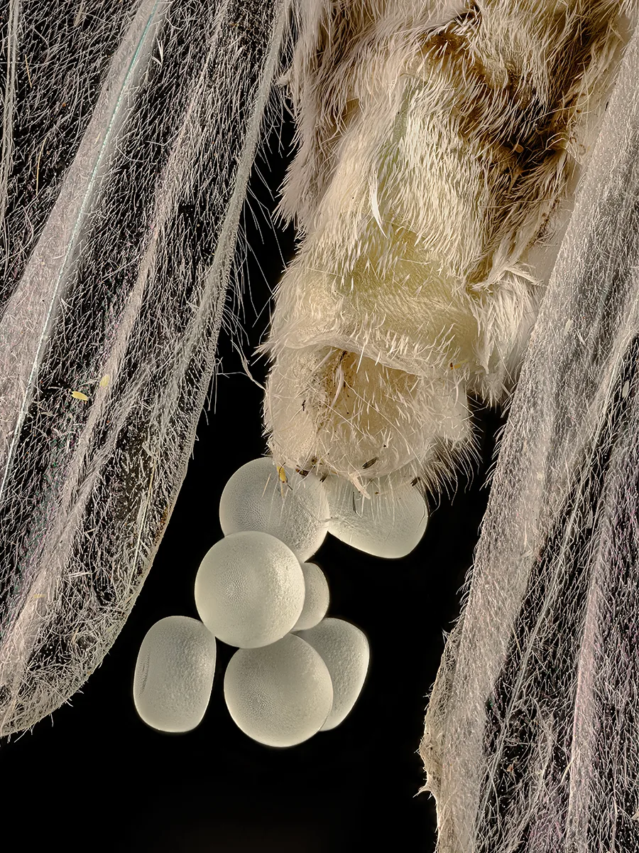 Eggs falling from fluffy moth.