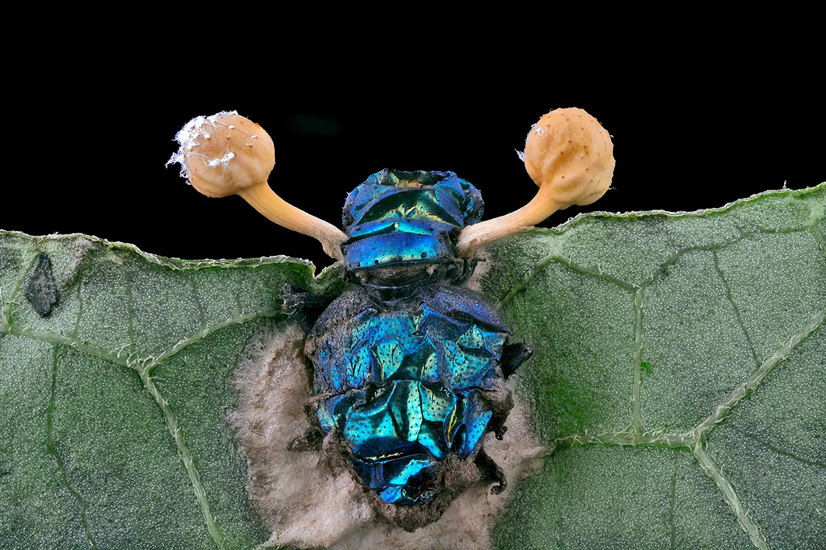 A fly with fungus growing out of head.