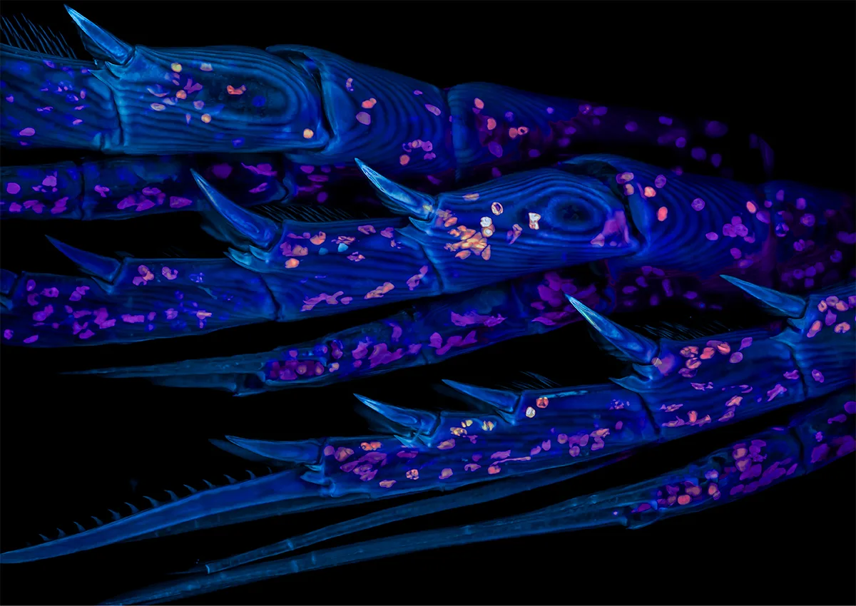 Weird spiky blue arms reaching from right to left.