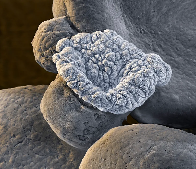 A microsopic image of a grey marshmallow shaped organoid.