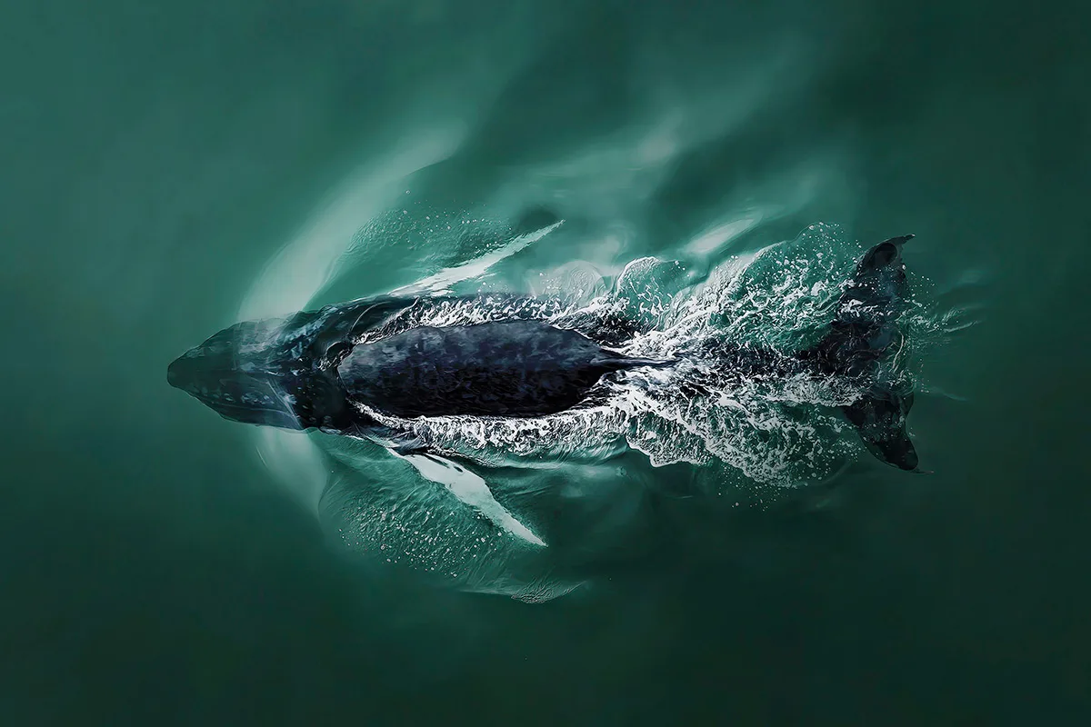Humpback whale swims through green still water.
