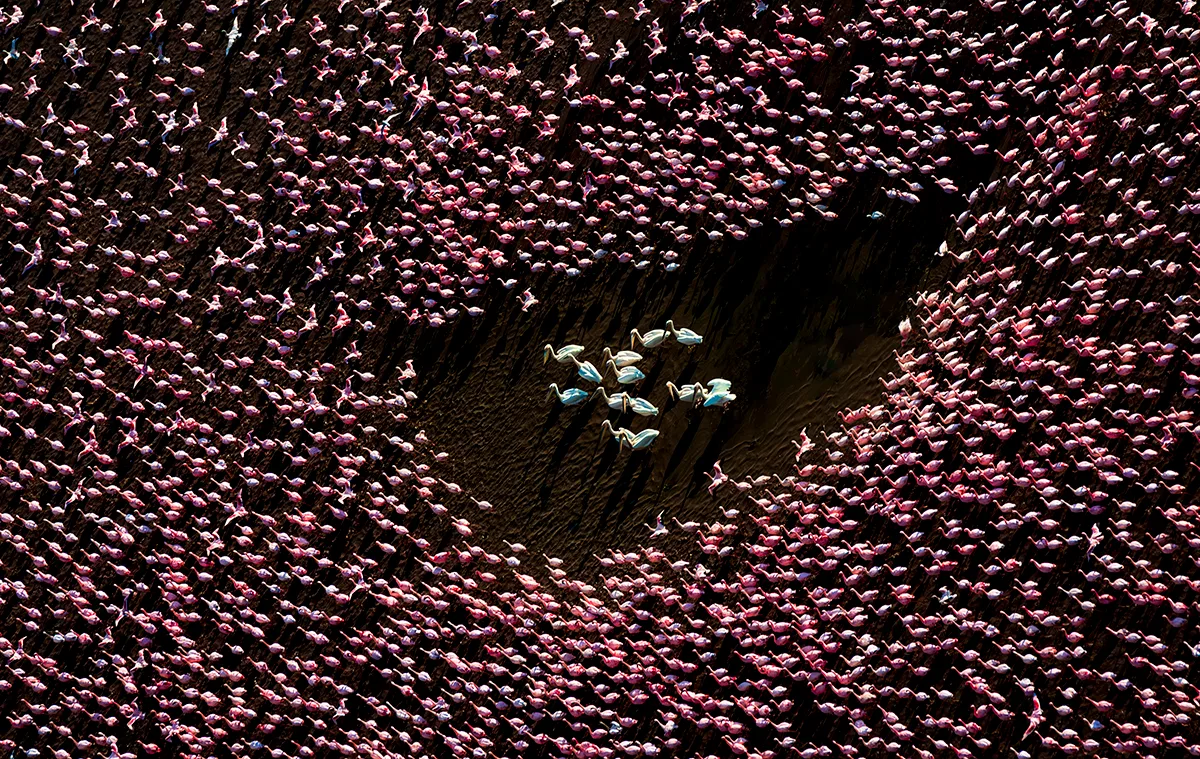 Aerial shot of pelicans surrounded by flamingoes.