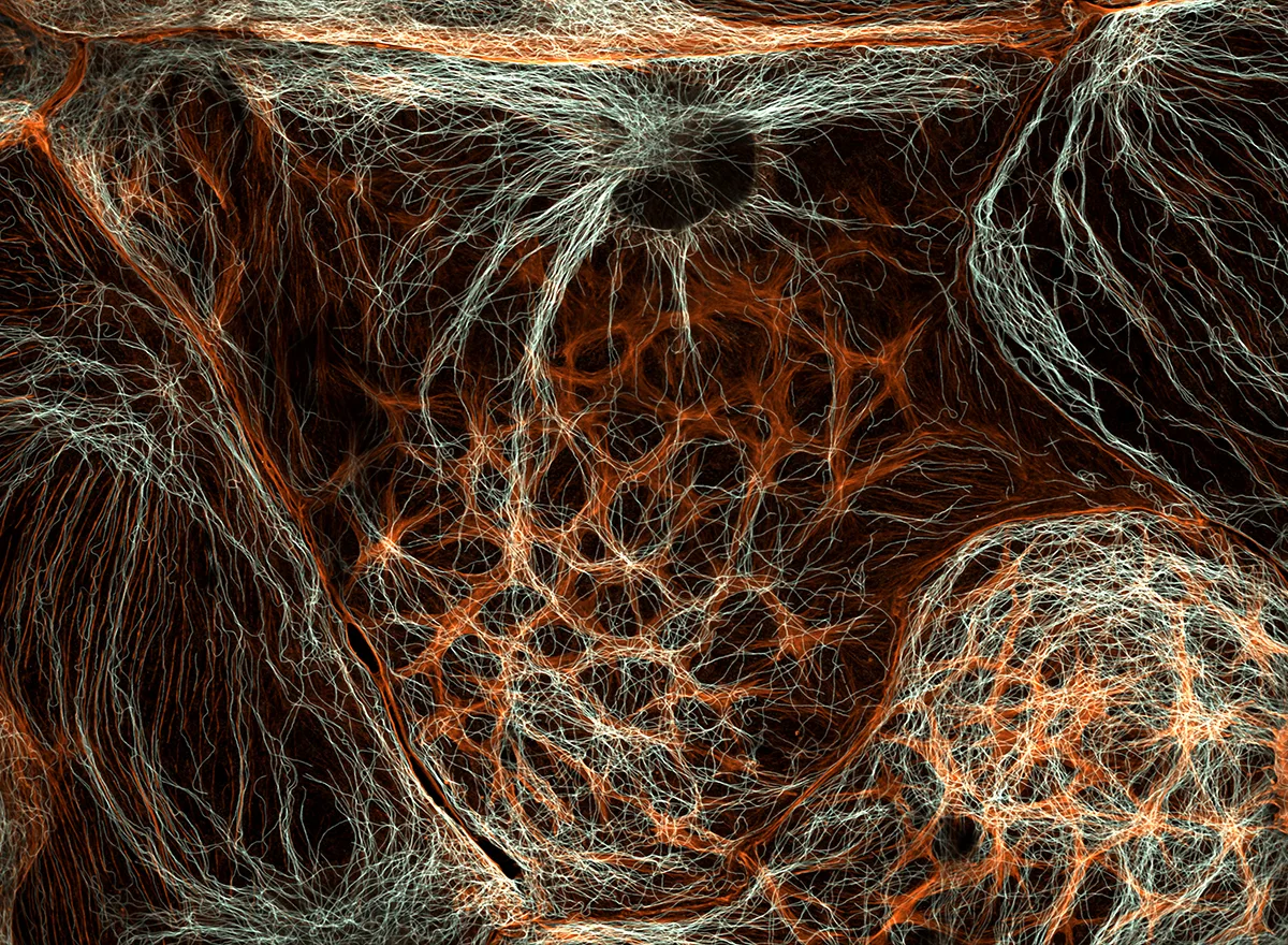 Complex web of orange and white tangled threads.