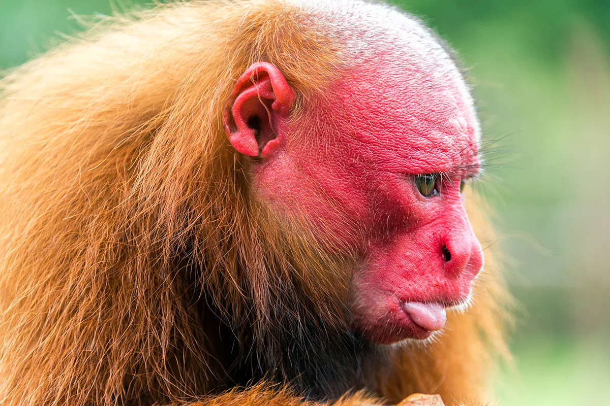 bald-headed monkey with bright red face.