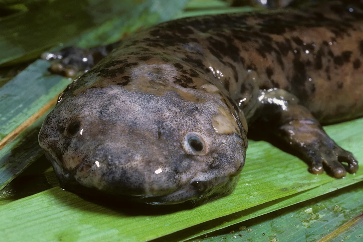 wet fish lizard with legs.