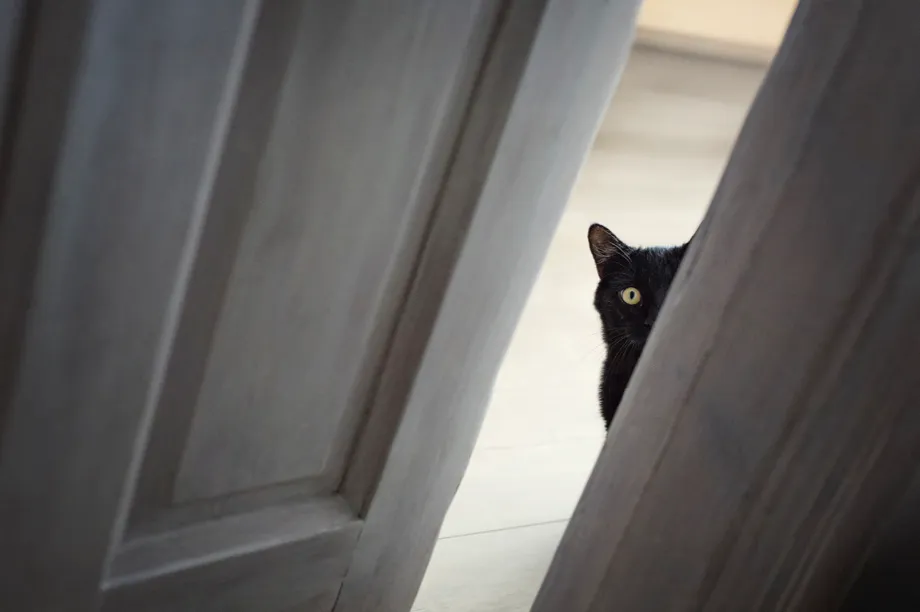 One in 10 pet cats has separation anxiety © Mrs / Getty Images