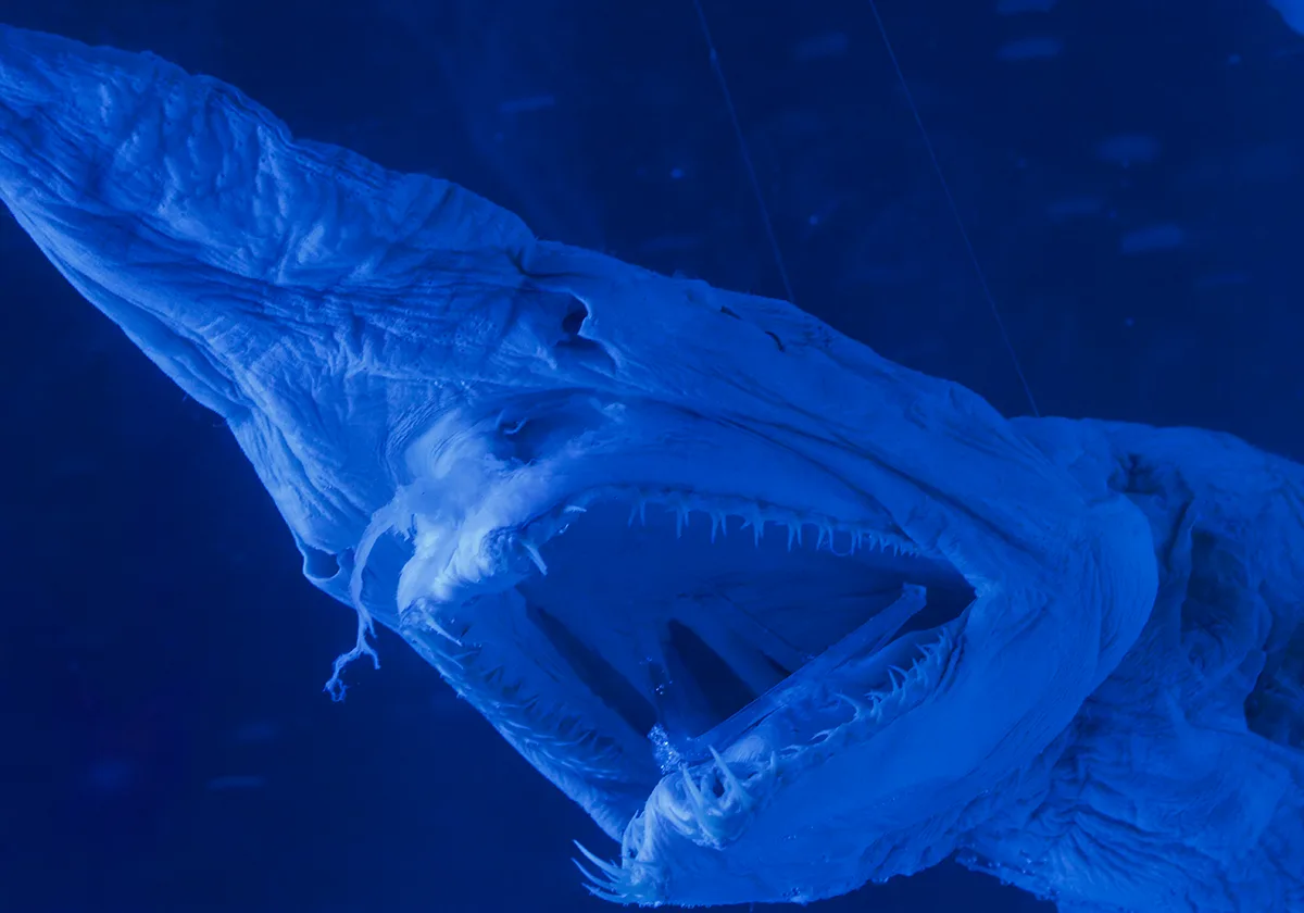 Ugly dead blue shark.