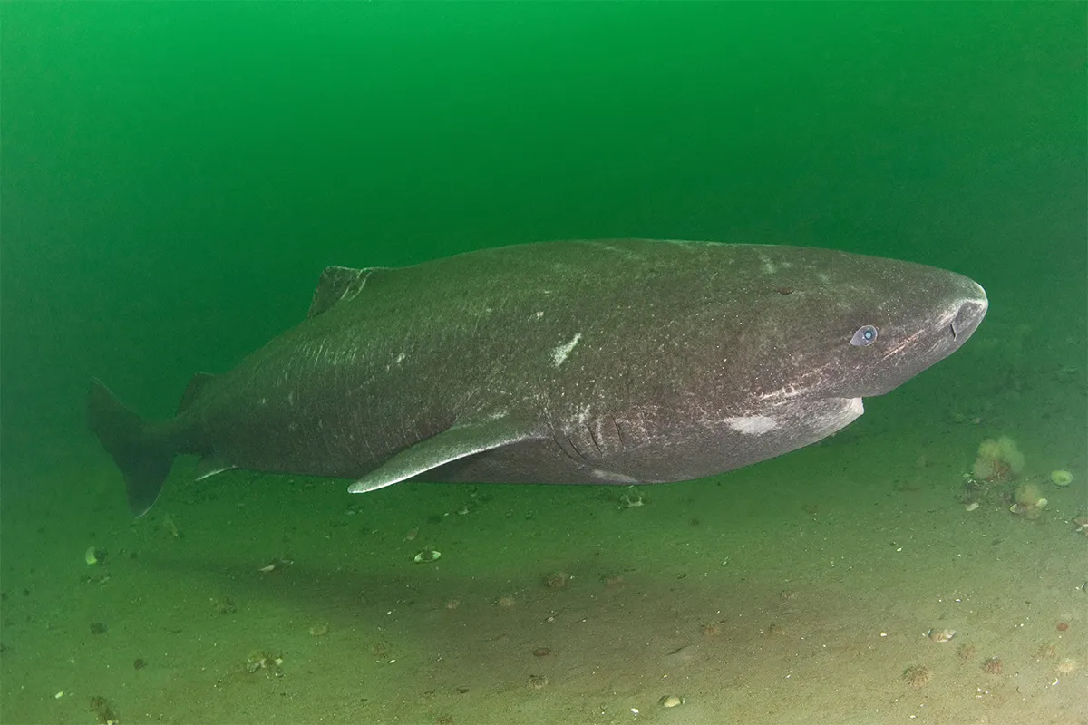 Shark swimming in shallow green water