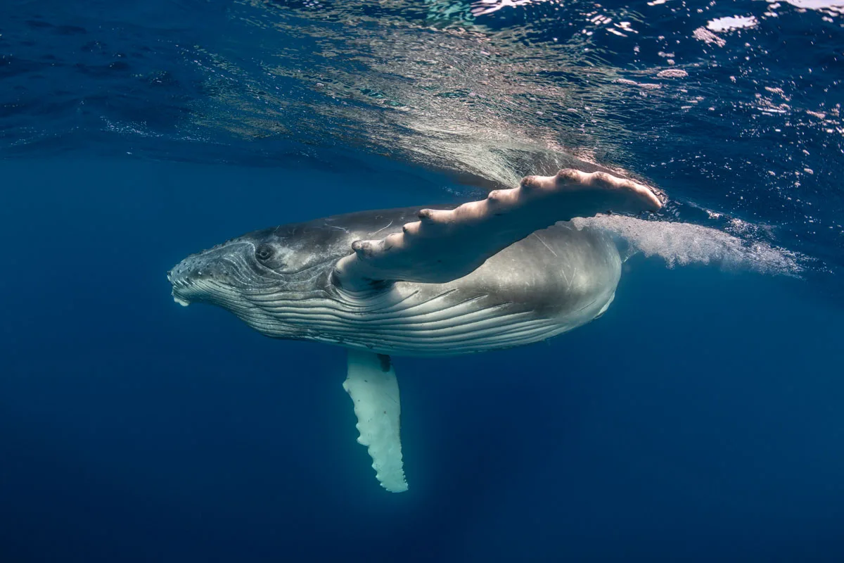 Humpback whale swimming at the surface.