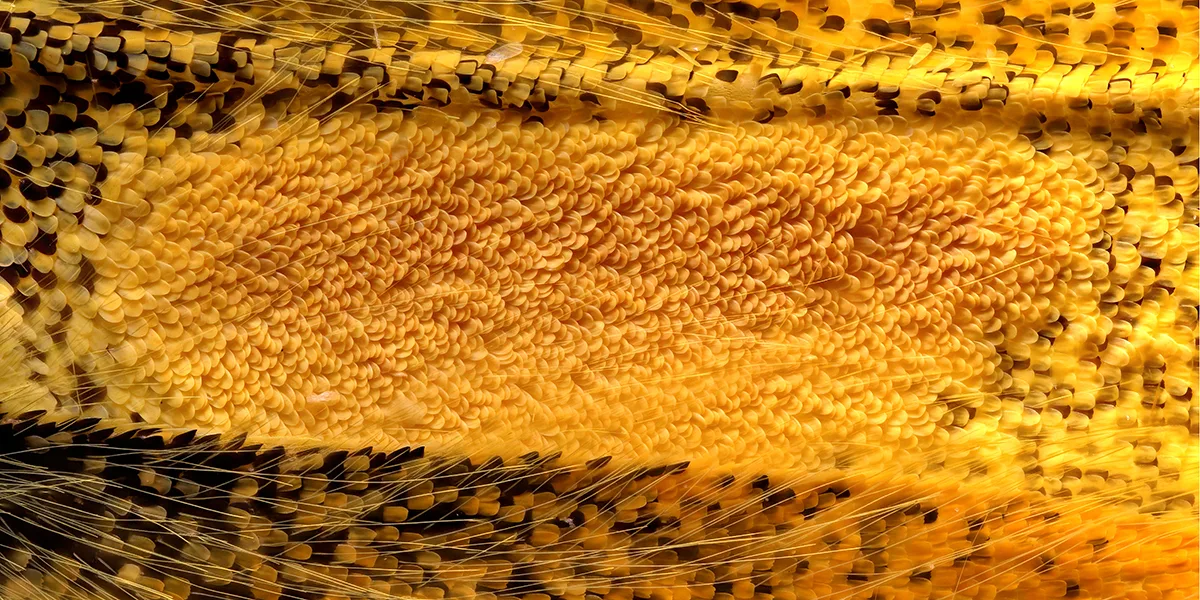 Fluffy yellow fibres and scales close-up.
