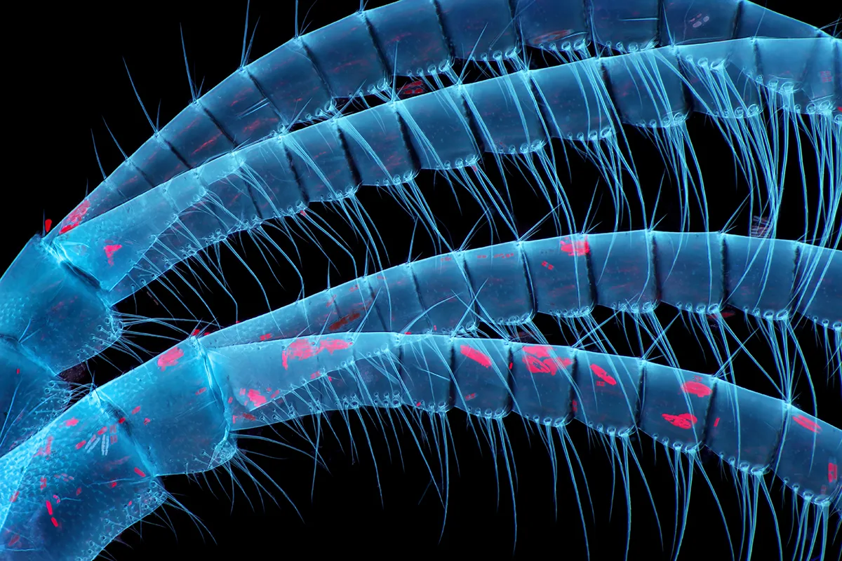 Spiky hairy blue insect legs.