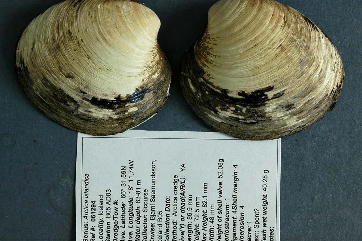 Two sides of a clam shell on piece of paper