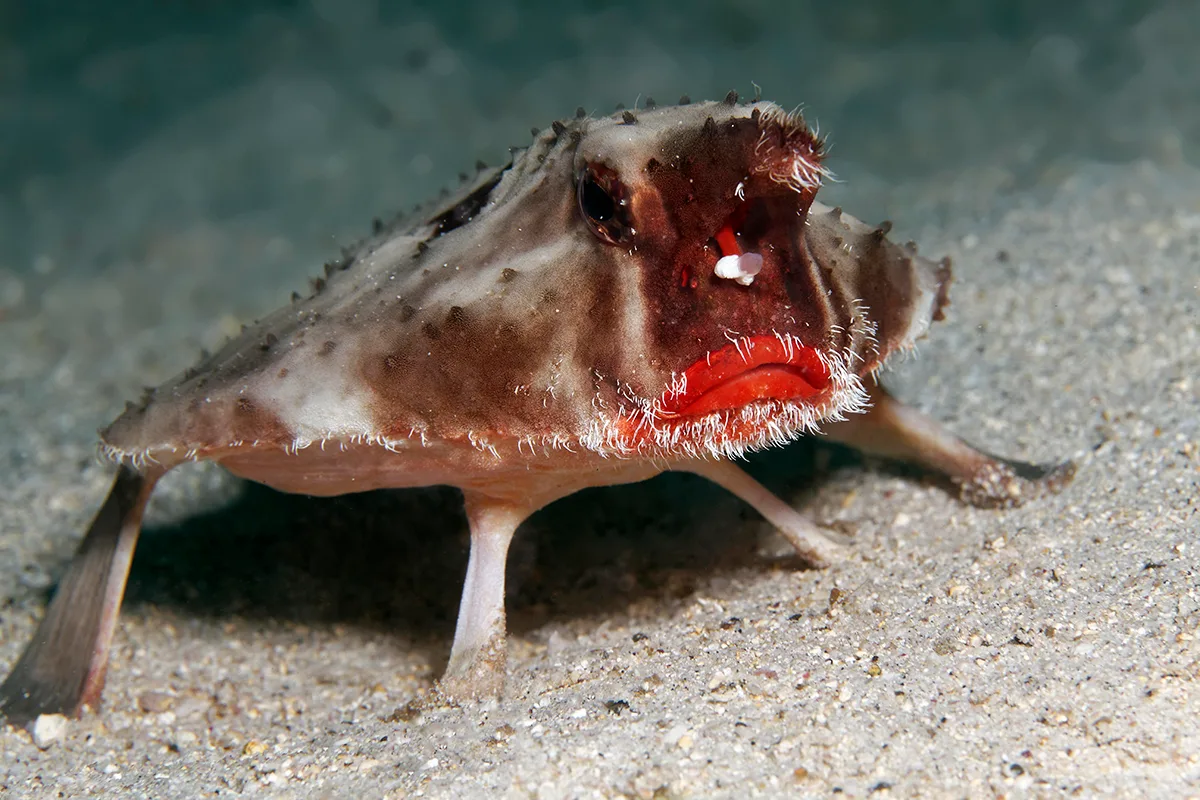 Fish with red lips.