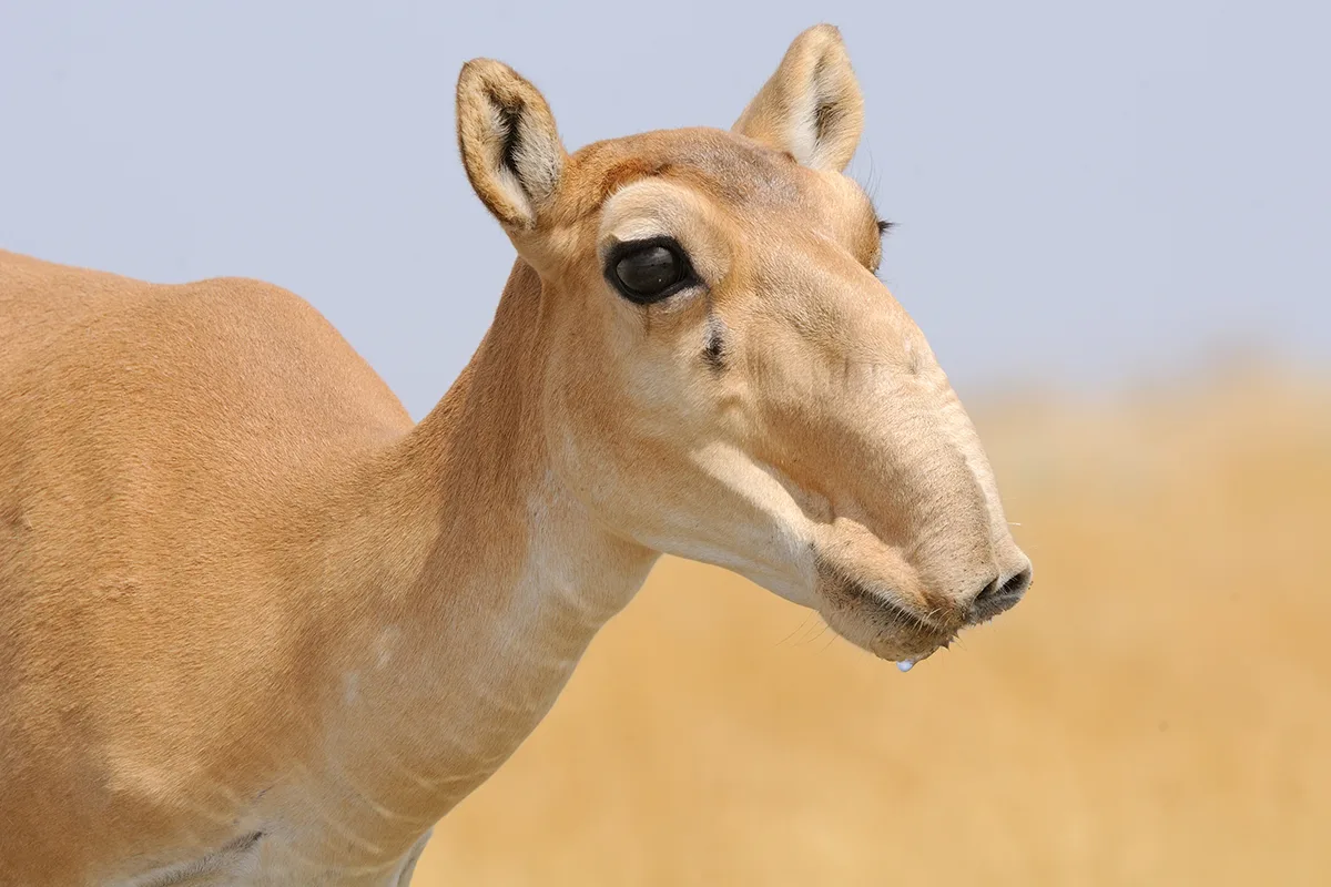 Light brown antelope in hot Sun.