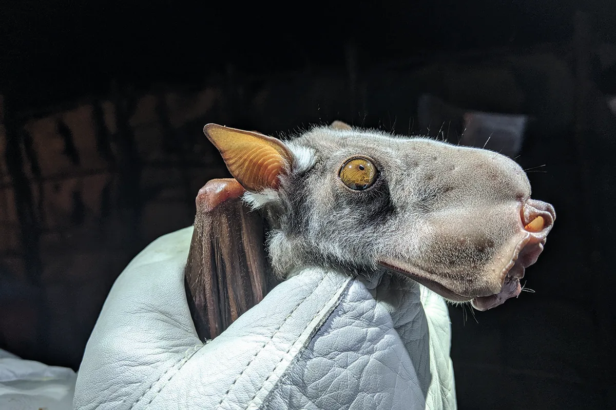 A bat with a large head held by a gloved hand.