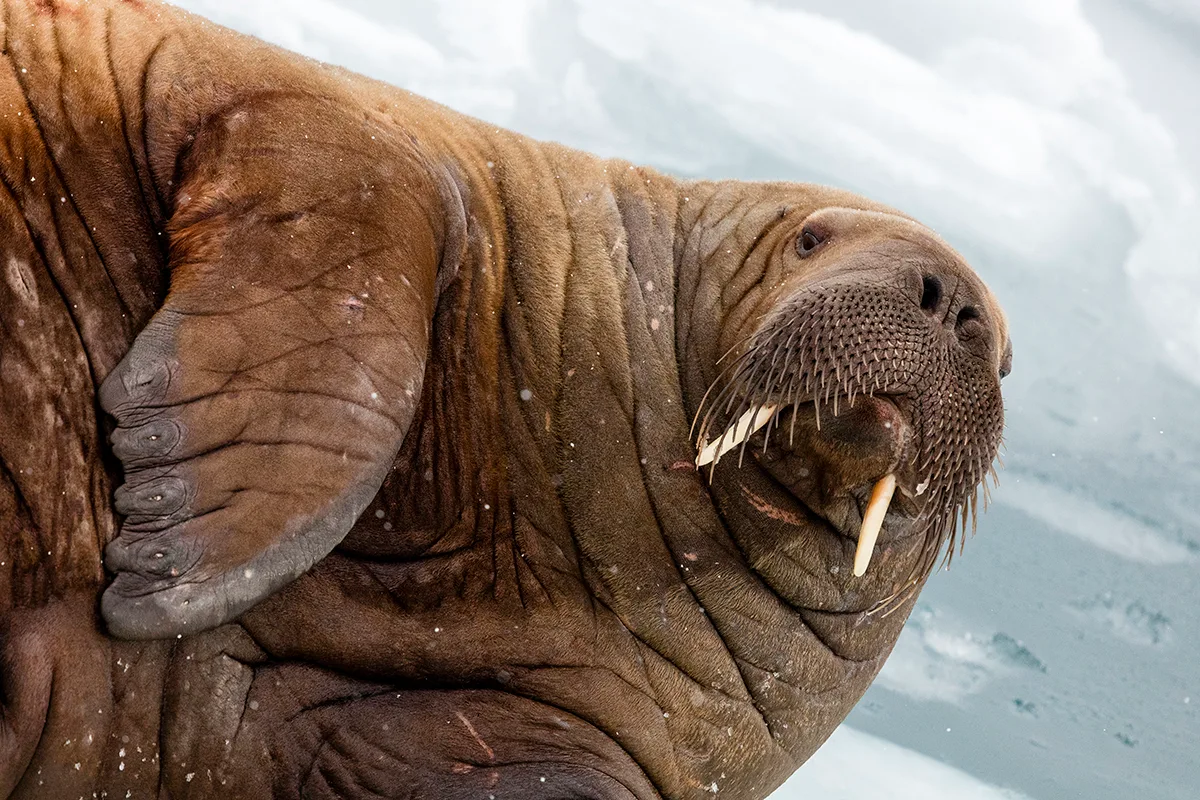 Walrus lying on ice.