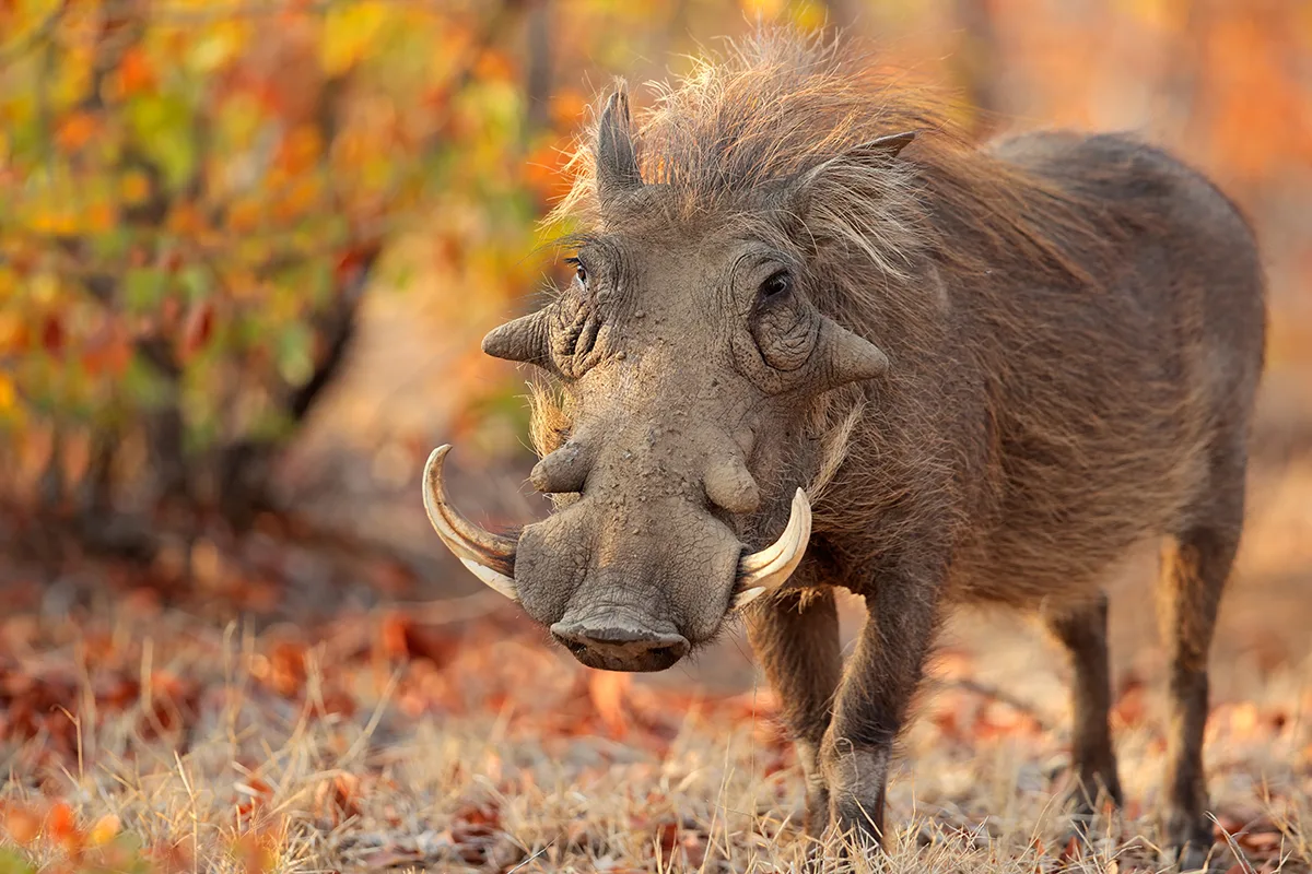 Warthog on dry dusty ground.